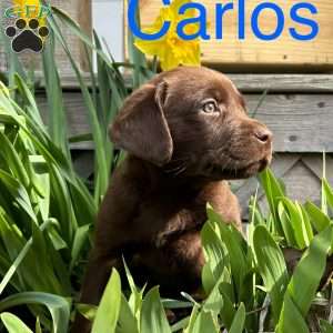 Carlos, Chocolate Labrador Retriever Puppy